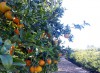 Comprar naranjas frescas y naturales